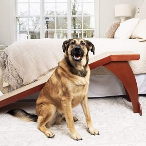 PetSafe Dog Bed Ramp for Large Dogs