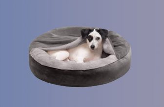 Dog Beds for Pets With Hip Dysplasia