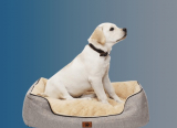 8 Best Dog Bed for Chewers in 2022 [Reviews and Buying Guide]