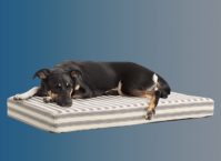 5 Best Dog Bed House Indoor 2022 [Latest Updated]