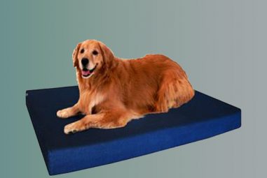 5 Best Dog Beds for Anxiety in 2022 [Buying Guide and Reviews]