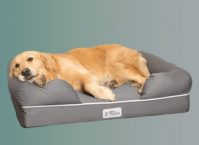 10 PERFECT CHEW-PROOF DOG BEDS